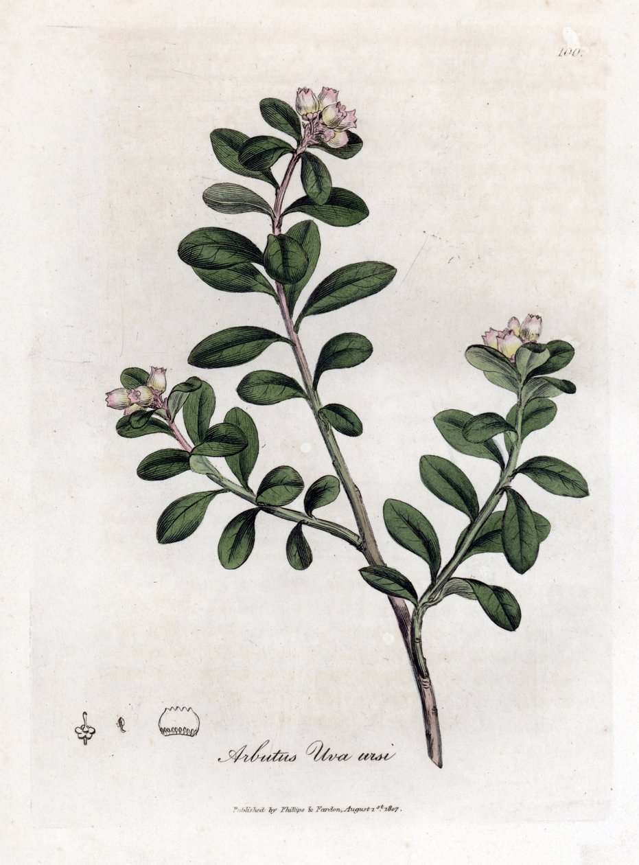 Björndruva eller björnbär - Släpande arbutus eller björnbär, Arctostaphylos uva-ursi. Handfärgad kopparstick från en botanisk illustration av James Sowerby från William Woodville och Sir William Jackson Hookers "" Medical Botany,"" John Bohn, London av James Sowerby