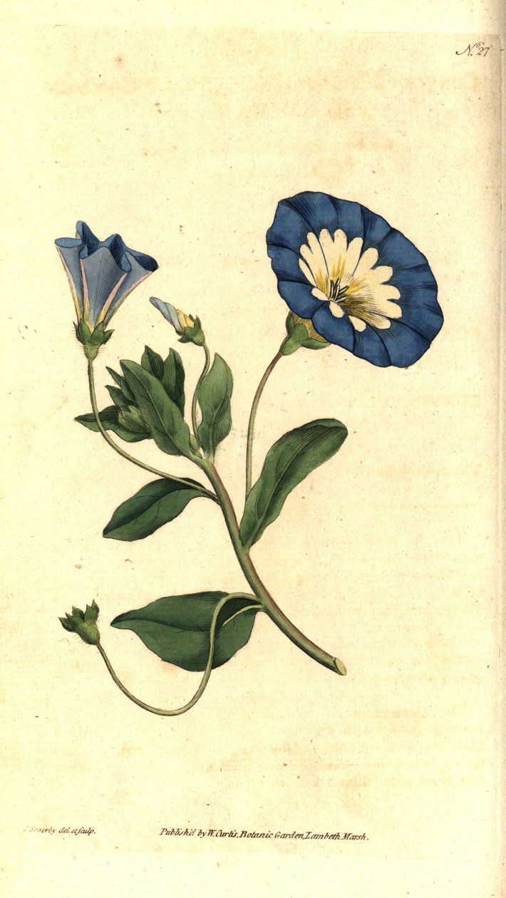 Vacker dag eller trefärgad bindweed - Liten bindweed, Convolvulus tricolor. Handkolorerad kopparstick och botanisk illustration av James Sowerby från William Curtis