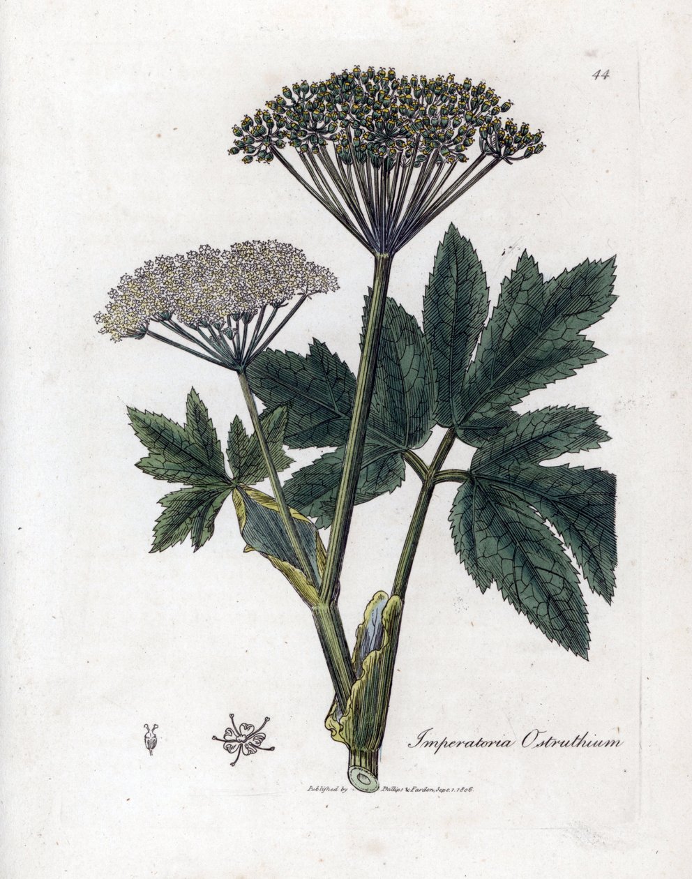 Bensoin eller Imperatory - Vanlig mästerört, Imperatoria ostruthium. Handfärgad kopparstick från en botanisk illustration av James Sowerby från William Woodville och Sir William Jackson Hookers "" Medical Botany", John Bohn, London av James Sowerby