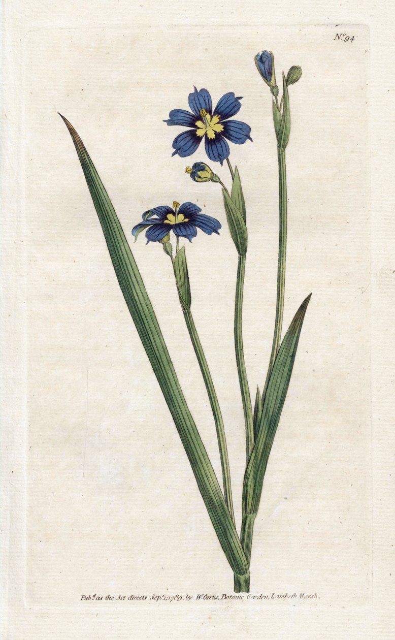 Bermudian med smala blad - Litografi av James Sowerby (1757-1822), från Botanical Magazine av William Curtis (1746-1799) av James Sowerby