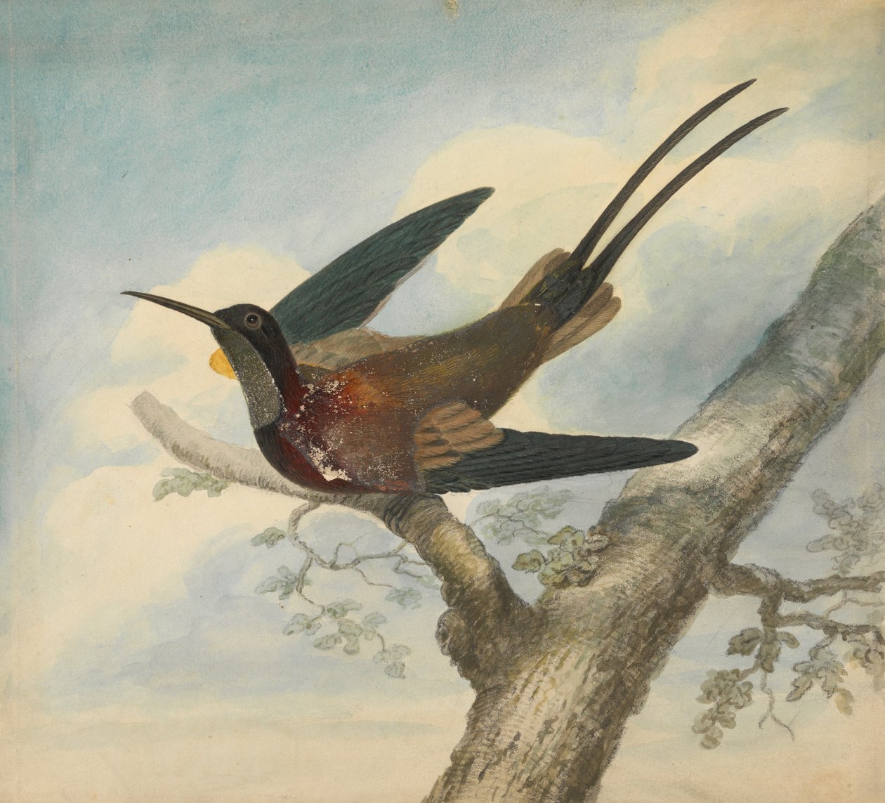 Bird of Paradise and Verso: Sketch of a Flower av James Sowerby