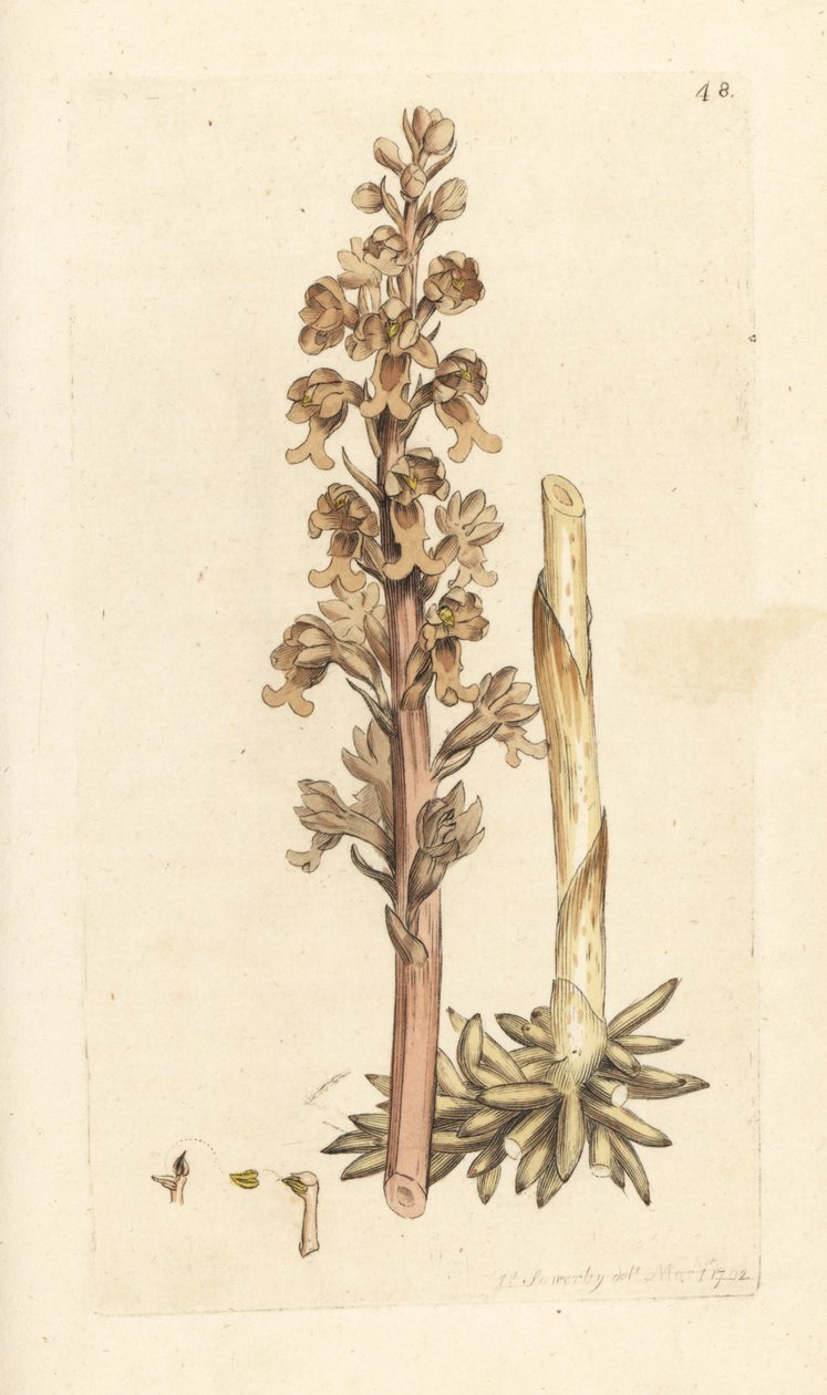 Fågelboorkidé, Neottia nidus-avis (Fågelbo ophrys, Ophrys nidus-avis). Handkolorerad kopparstick efter en illustration av James Sowerby från James Smith