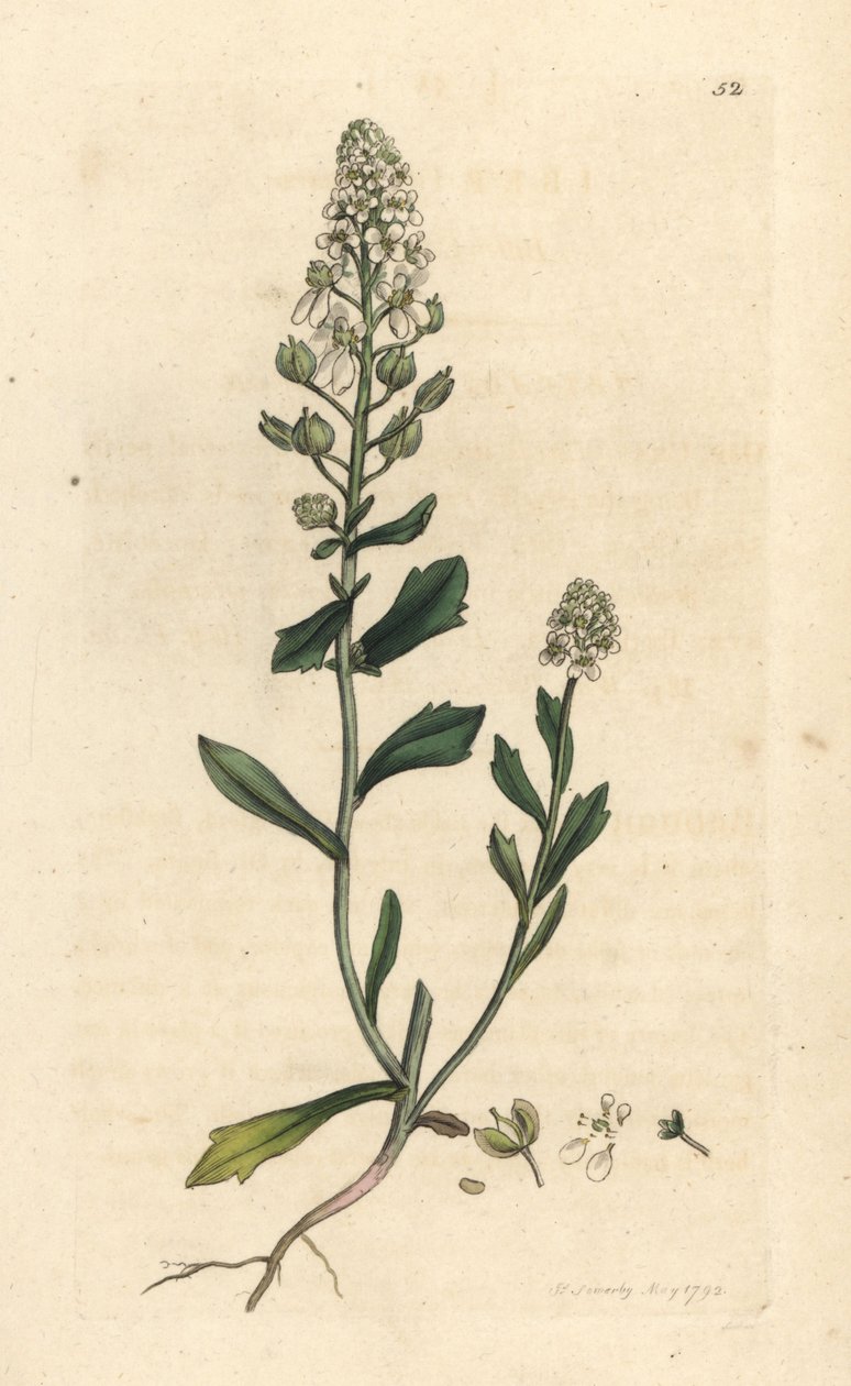 Bitter candytuft, Iberis amara. Handkolorerad kopparstick efter en illustration av James Sowerby från James Smith
