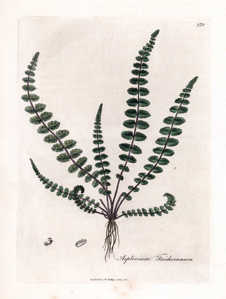 Svart doradilla eller falsk kapillär (ormbunke) - Vanlig jungfruhårormbunke eller mjältört, Asplenium trichomanes. Handfärgad kopparstick från en botanisk illustration av James Sowerby från William Woodville och Sir William Jackson Hookers "" Medical Bo av James Sowerby