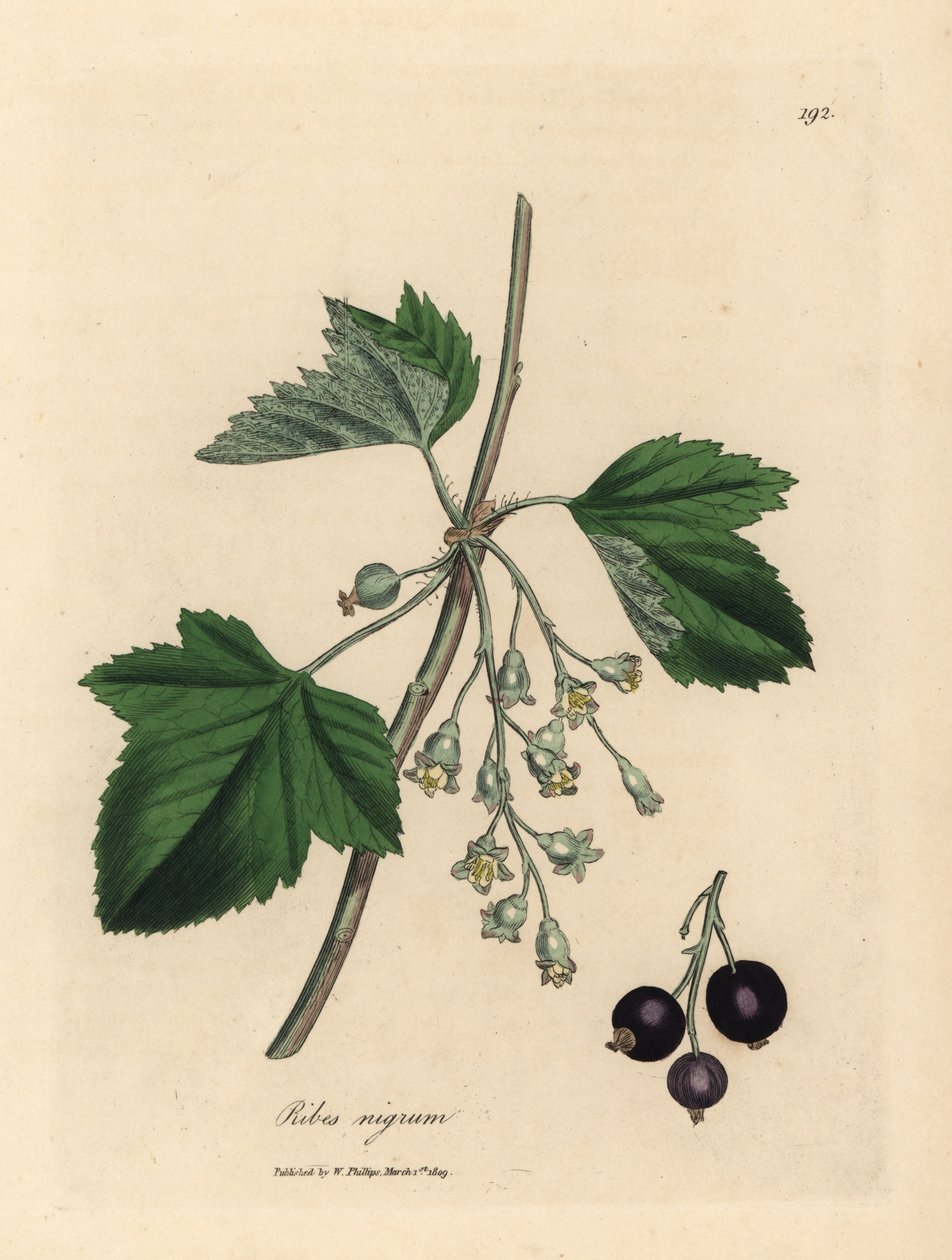 Svartvinbärsträd, Ribes nigrum av James Sowerby