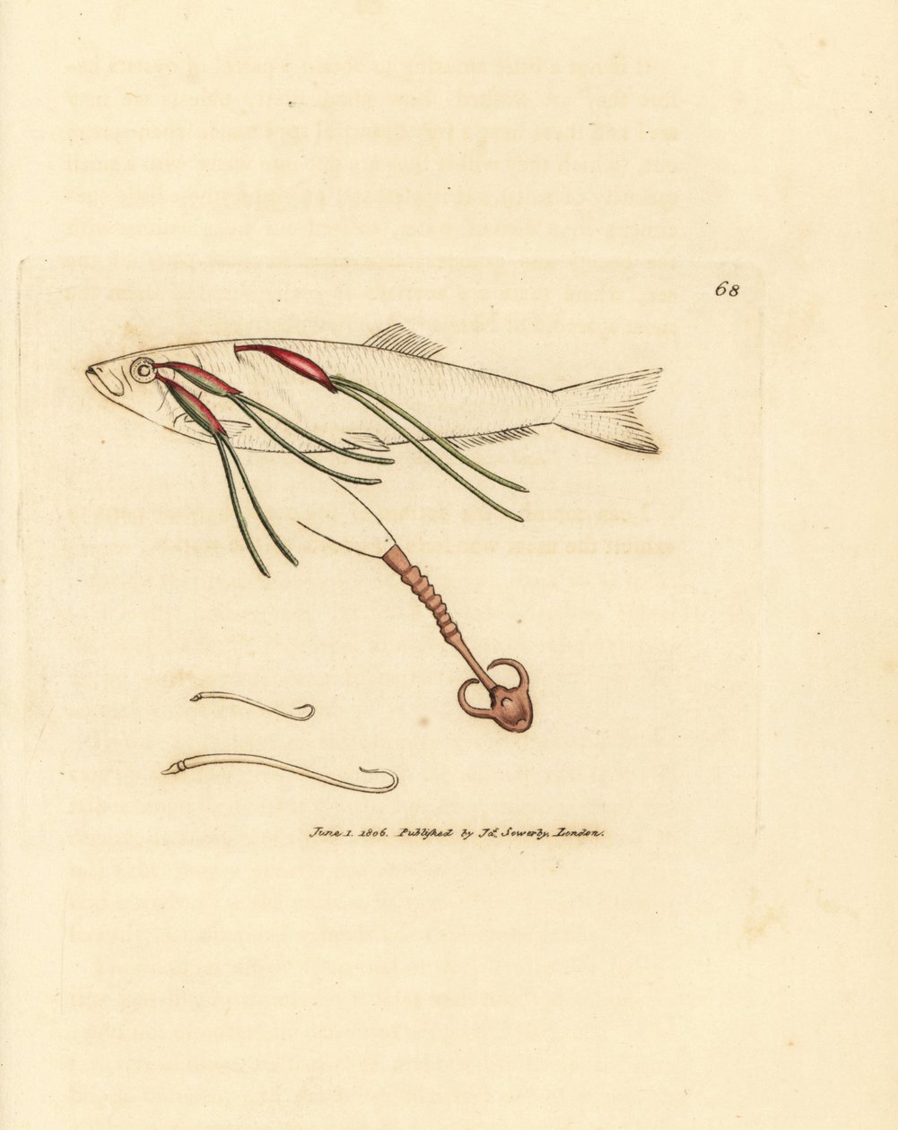 Blodätande copepod-parasit på en sprayöga, Lernaeenicus sprattae (Lernaea sprattae). Och en annan konstig mask hittad på ett ostronskal. Handkolorerad kopparstick av James Sowerby från The British Miscellany, eller färgade figurer av nya, sällsynta, av James Sowerby