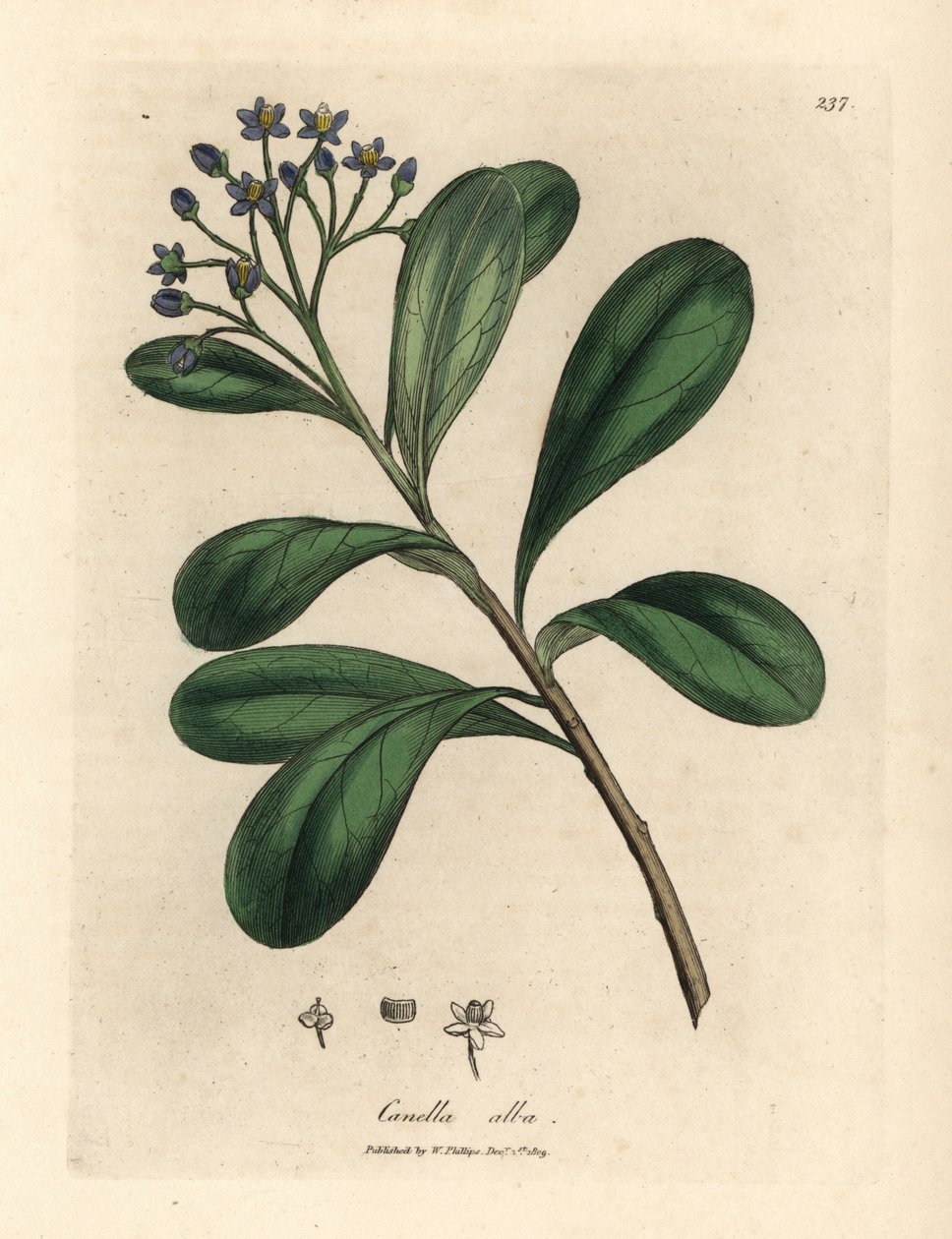 Blåblommiga, lagerbladiga canella, Canella alba, Canella winterana av James Sowerby