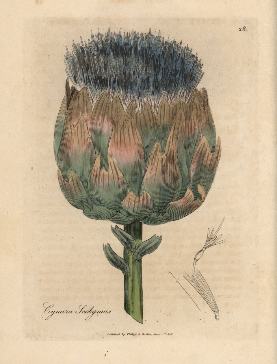 Blå och lila blommig kronärtskocka, Cynara scolymus av James Sowerby