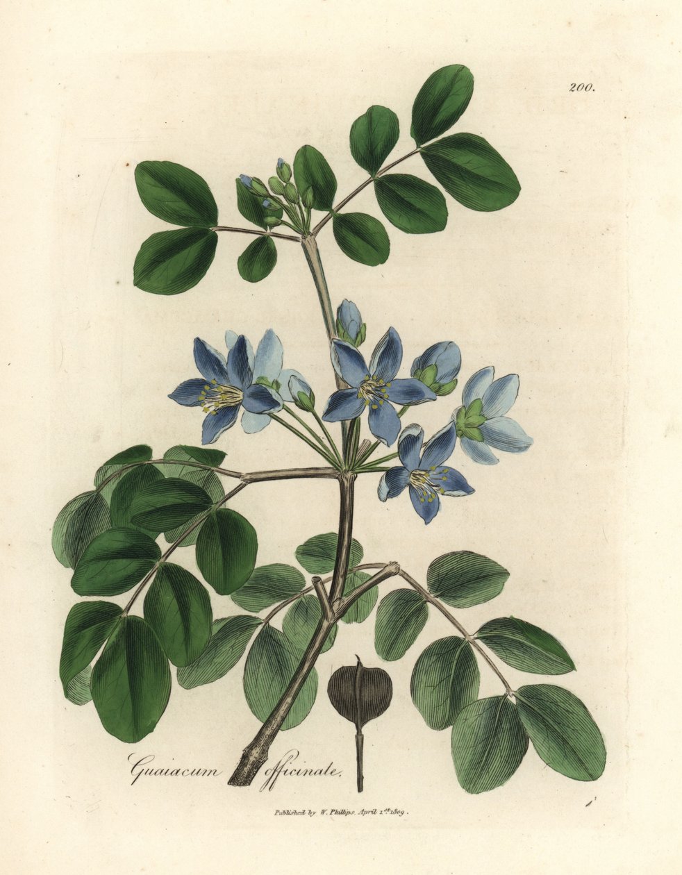 Blåblommig Guaiacum officinale av James Sowerby