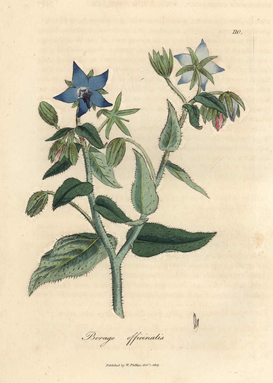 Blåblommigt gurkört, Borago officinalis av James Sowerby