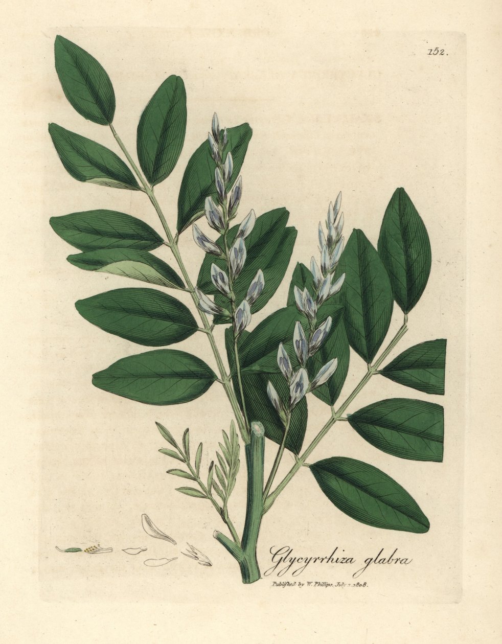 Blåblommig vanlig lakrits, Glycyrrhiza glabra av James Sowerby