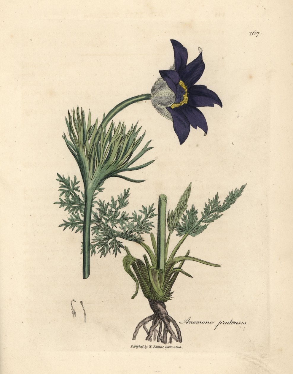 Blåblommig ängsanemon eller paskblomma, Anemone pratensis av James Sowerby