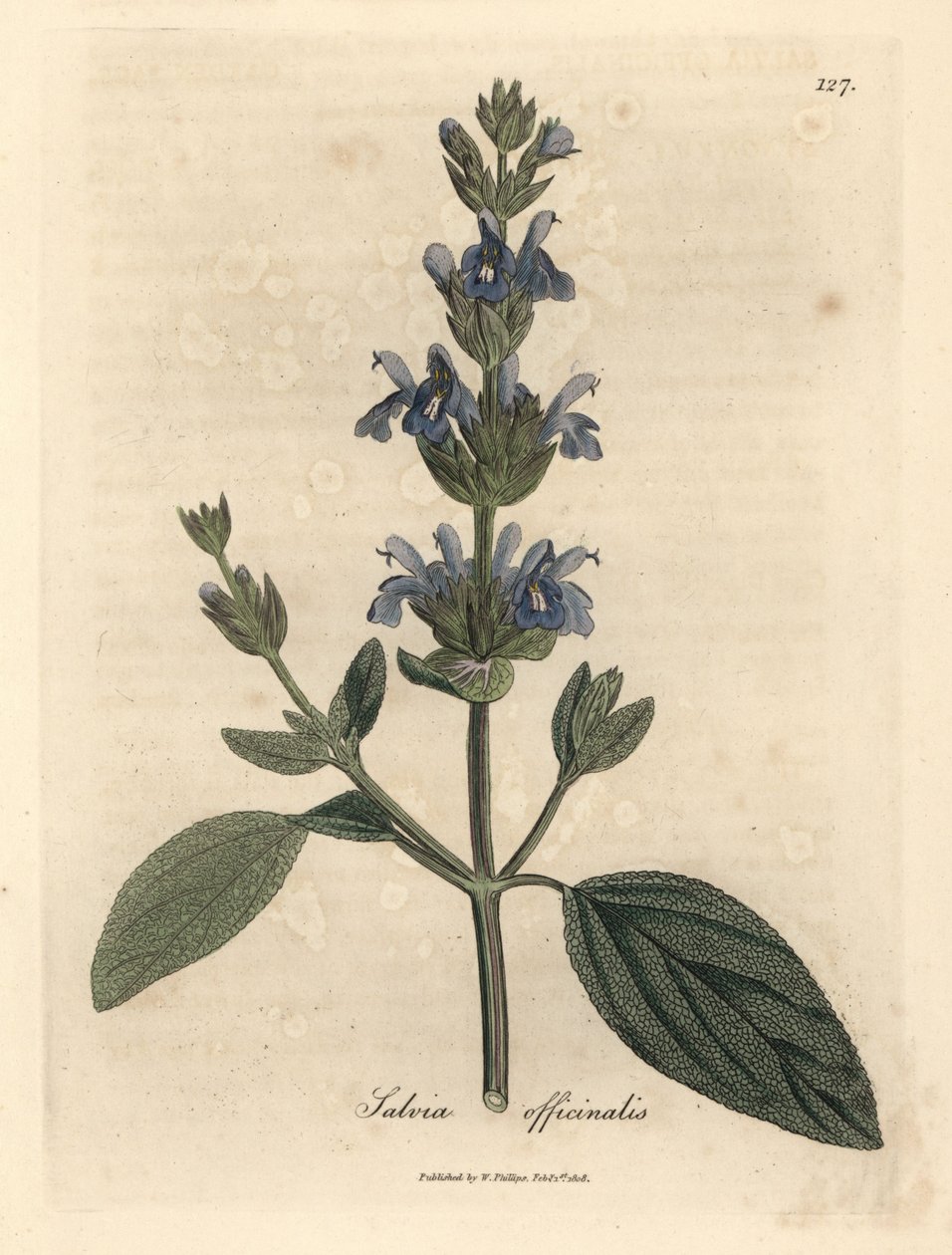 Blåblommig salvia, Salvia officinalis av James Sowerby