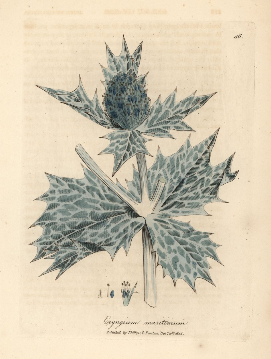 Blåblommigt havsjärnek eller eryngo, Eryngium maritinum av James Sowerby