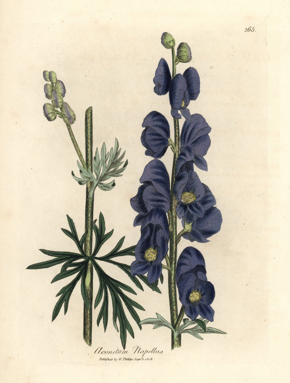 Blåblommig vargbane eller munkhuva, Aconitum napellus av James Sowerby