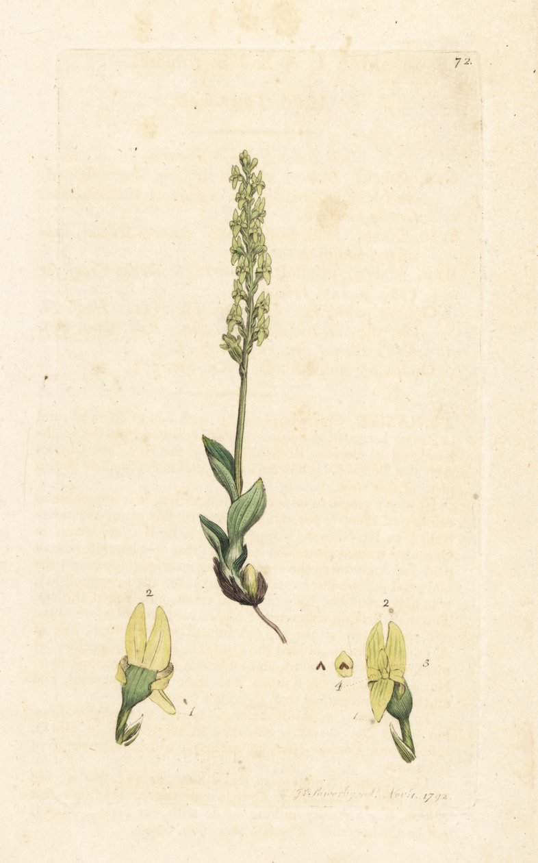 Myrorkidé, Hammarbya paludosa (kärrtvåblad, Malaxis paludosa). Handkolorerad kopparstick efter en illustration av James Sowerby från James Smith