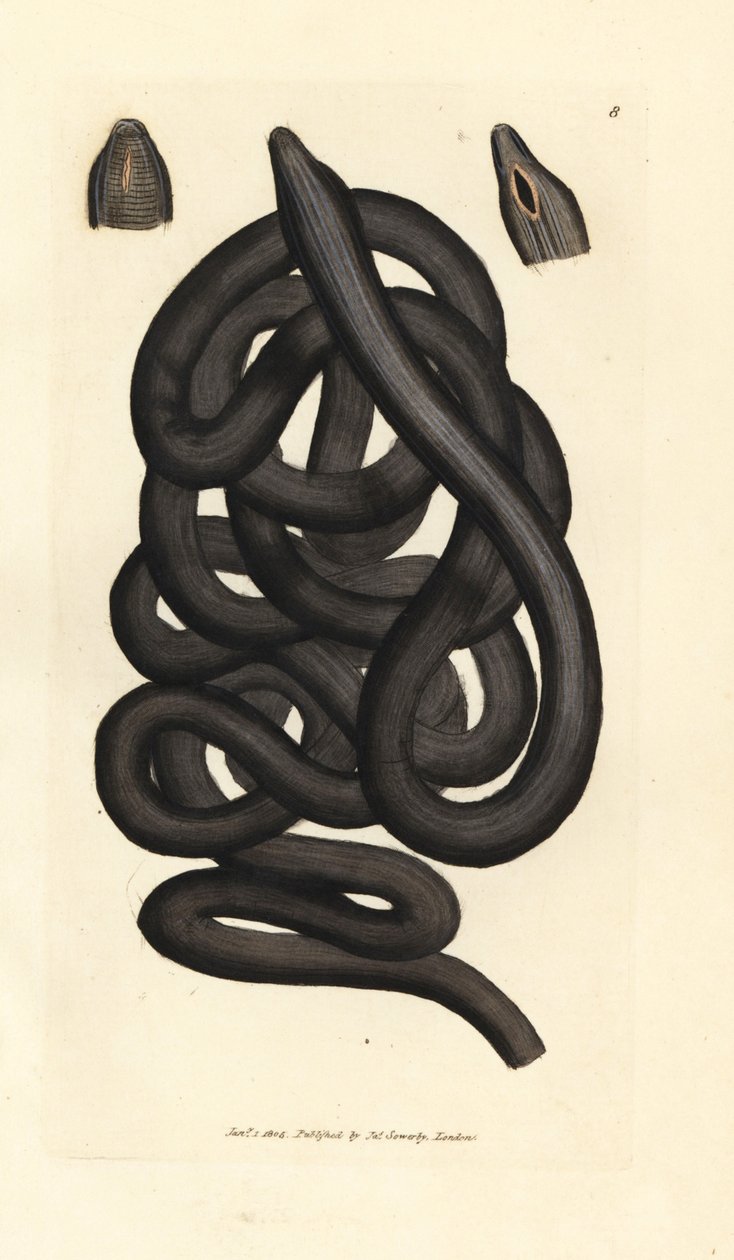 Skosnörsmask, Lineus longissimus. Handkolorerad kopparstick av James Sowerby från The British Miscellany, eller färgade figurer av nya, sällsynta eller föga kända djurämnen. av James Sowerby