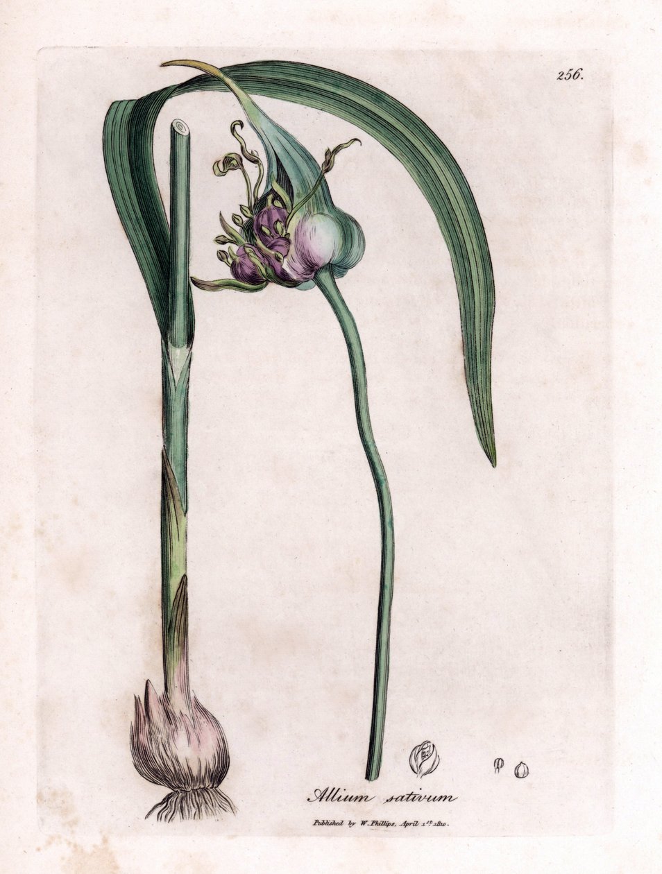 Botanisk tavla: Odlar vitlök (Allium sativum) som visar lök, löv och lila blommor. Handkolorerad koppargravyr från en illustration av James Sowerby. Utdrag ur boken av William Woodville och Sir William Jackson Hooker "" Botanique medic av James Sowerby