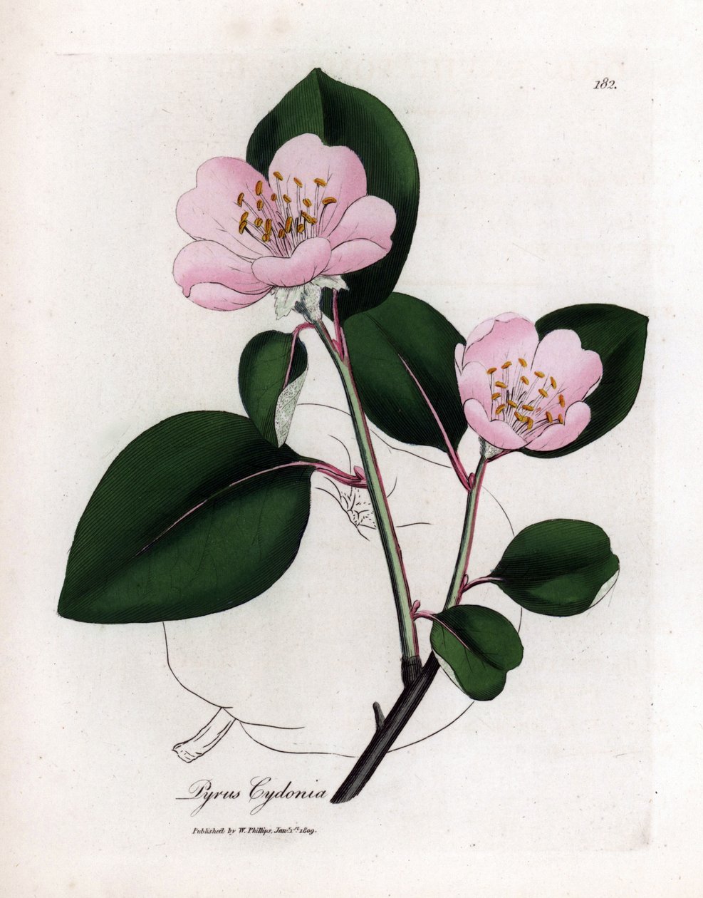 Botanisk tavla: blommor och kvitten, frukt av Cognassier (Cydonia oblonga) - Rosablommigt kvittenträd med kontur av frukt, Pyrus cydonia. Handfärgad kopparstick från en botanisk illustration av James Sowerby från William Woodville och Sir Wil av James Sowerby