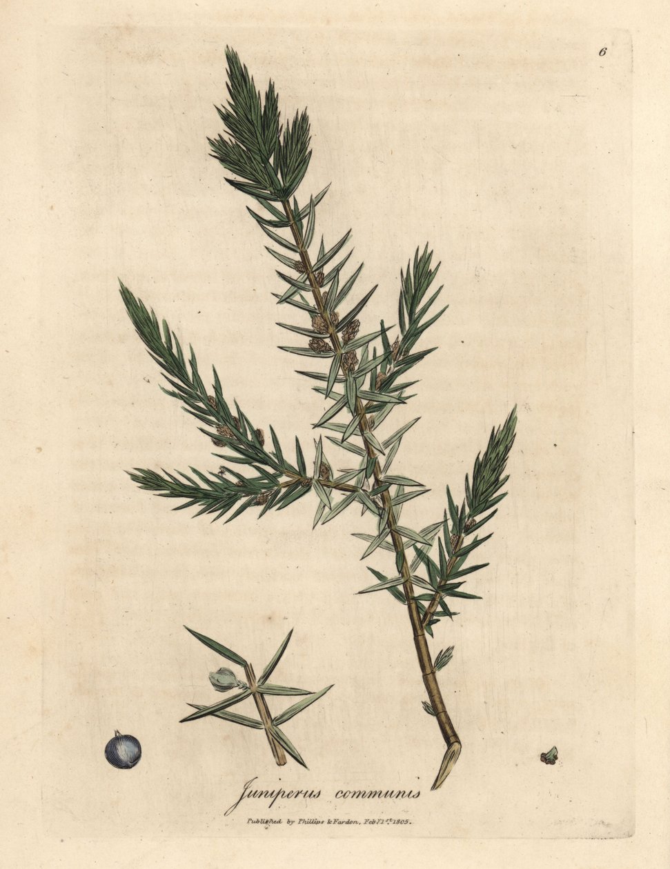 Gren och bär av vanlig enbär, Juniperus communis av James Sowerby