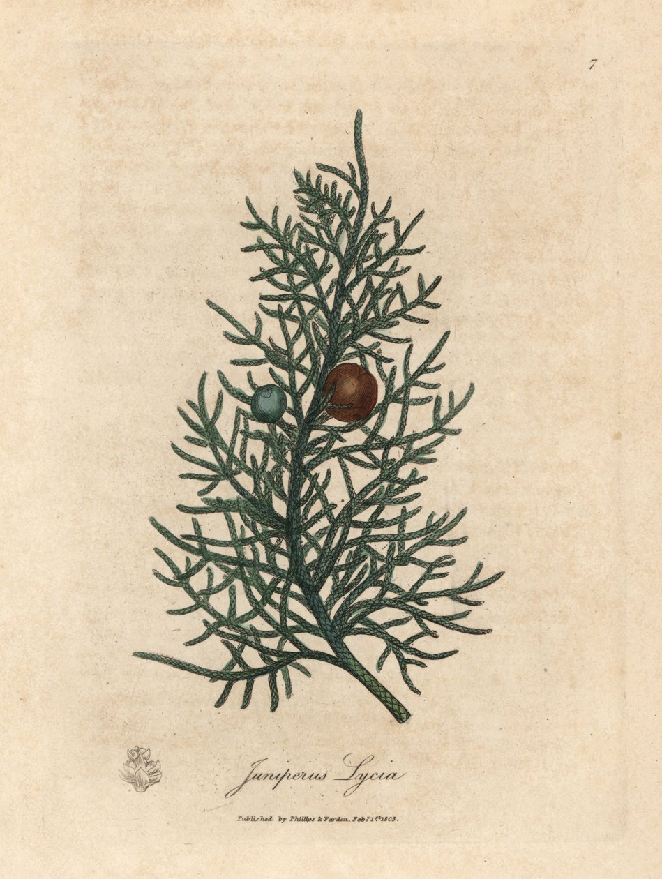 Gren och bär av cederträet, Juniperus lycia av James Sowerby