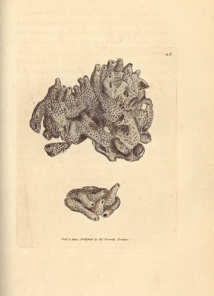 Brödsmulssvamp, Halichondria panicea (kompakt rörformad svamp; Spongia compacta). Handkolorerad kopparstick av James Sowerby från The British Miscellany, eller färgade figurer av nya, sällsynta eller föga kända djurämnen. av James Sowerby