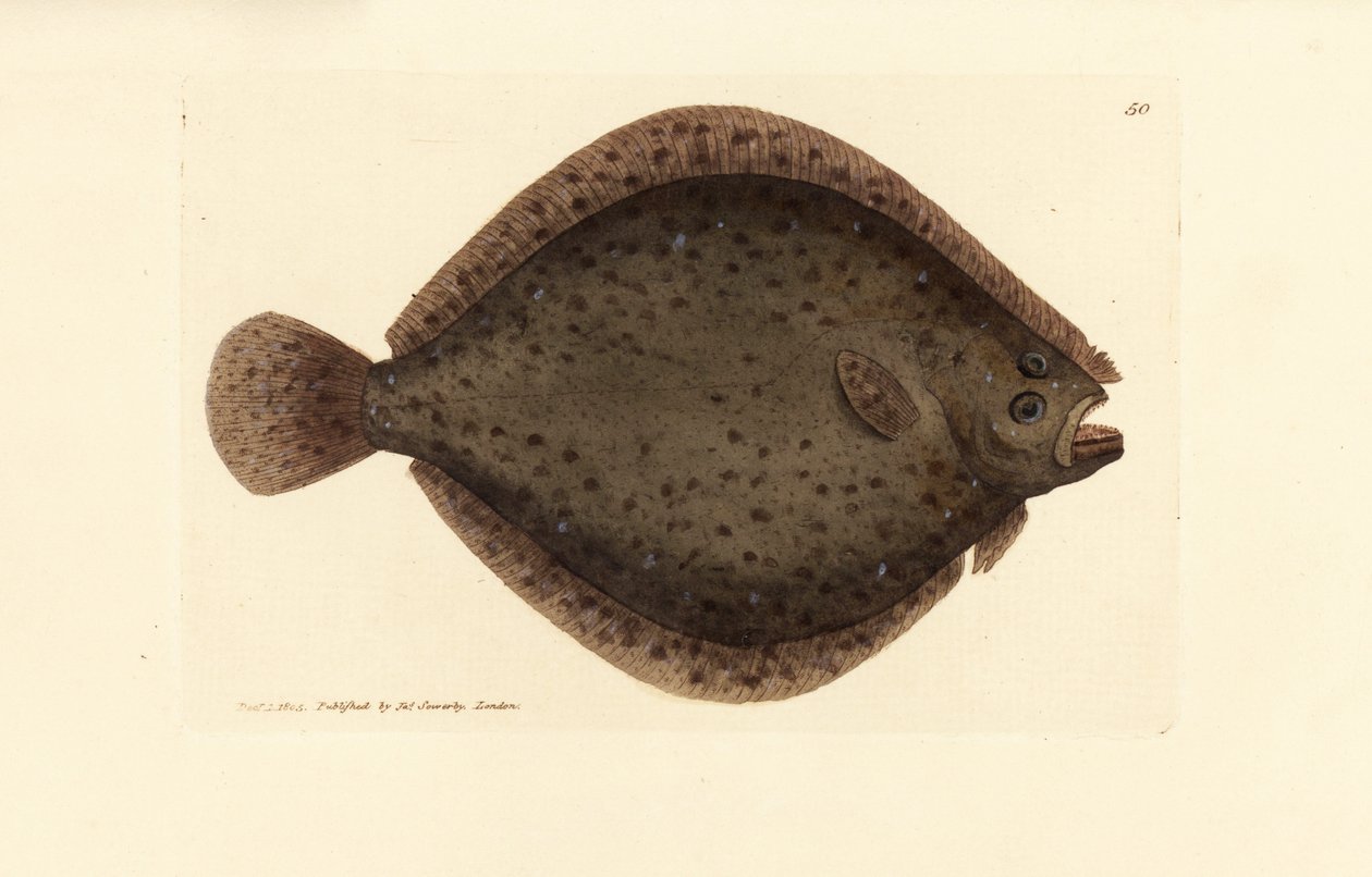 Brill eller drakefisk, Scophthalmus rhombus (Pleuronectes rhombus). Handkolorerad kopparstick av James Sowerby från The British Miscellany, eller färgade figurer av nya, sällsynta eller föga kända djurämnen. av James Sowerby
