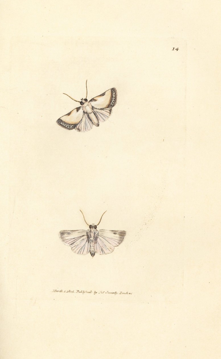 Brixton Beauty, Acontia nitidula (Phalaena catena). Handkolorerad kopparstick av James Sowerby från The British Miscellany, eller färgade figurer av nya, sällsynta eller föga kända djurämnen. av James Sowerby