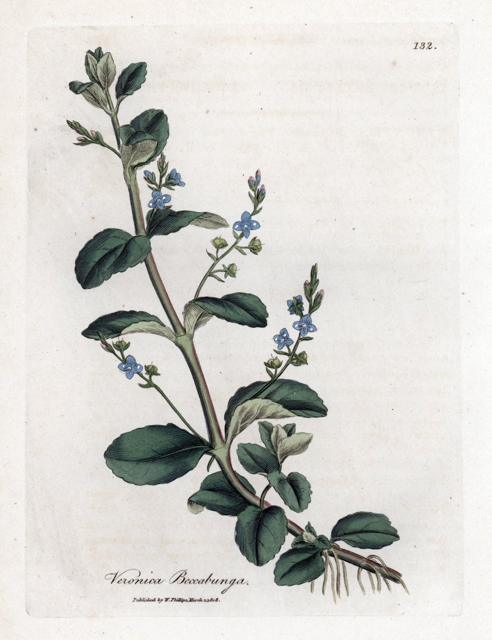 Brooklime speedwell, Veronica beccabunga. Handfärgad kopparstick från en botanisk illustration av James Sowerby från William Woodville och Sir William Jackson Hookers "" Medical Botany", John Bohn, London av James Sowerby
