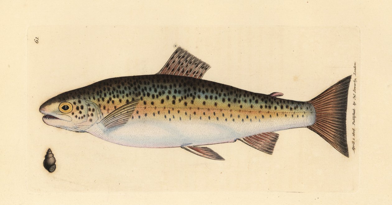 Öring, Salmo trutta fario (Gillaroo öring, Salmo fario). Handkolorerad kopparstick av James Sowerby från The British Miscellany, eller färgade figurer av nya, sällsynta eller föga kända djurämnen. av James Sowerby