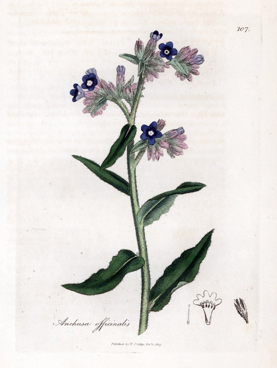 Bugloss officinale - Bugloss, Anchusa officinalis. Handfärgad kopparstick från en botanisk illustration av James Sowerby från William Woodville och Sir William Jackson Hookers "" Medical Botany", John Bohn, London av James Sowerby