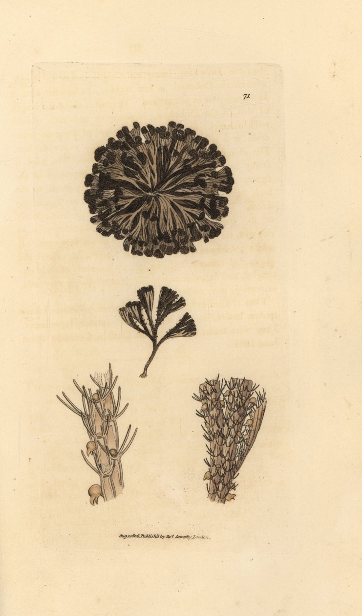 Bugulina avicularia (Flustra avicularis). Handkolorerad kopparstick av James Sowerby från The British Miscellany, eller färgade figurer av nya, sällsynta eller föga kända djurämnen. av James Sowerby