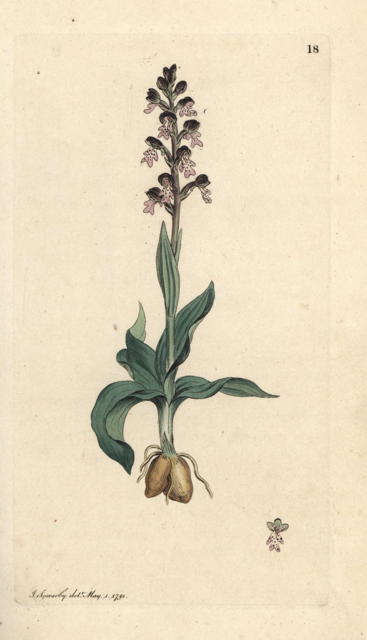 Orkidé med bränd spets, Neotinea ustulata (Dwarf orchis, Orchis ustulata). Handkolorerad kopparstick efter en illustration av James Sowerby från James Smith