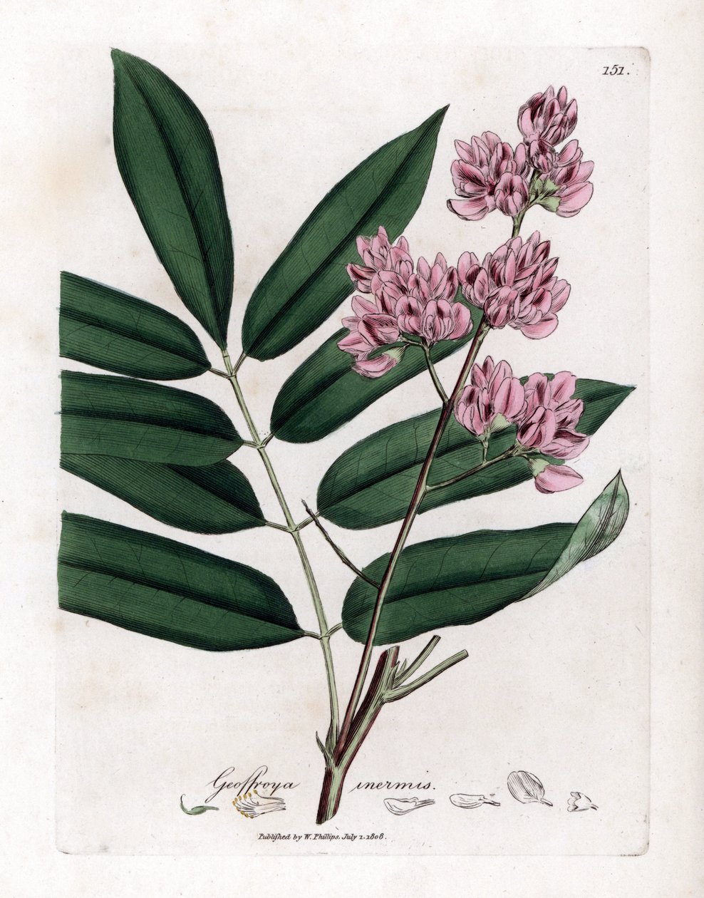 Kålträd eller kålbark - Kålträd, Andira inermis. Handfärgad kopparstick från en botanisk illustration av James Sowerby från William Woodville och Sir William Jackson Hookers "" Medical Botany", John Bohn, London av James Sowerby