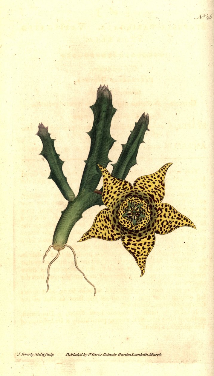 Kaktusstärkelse - Orbea variegata (Variegated stapelia, Stapelia variegata). Handkolorerad kopparstick och botanisk illustration av James Sowerby från William Curtis
