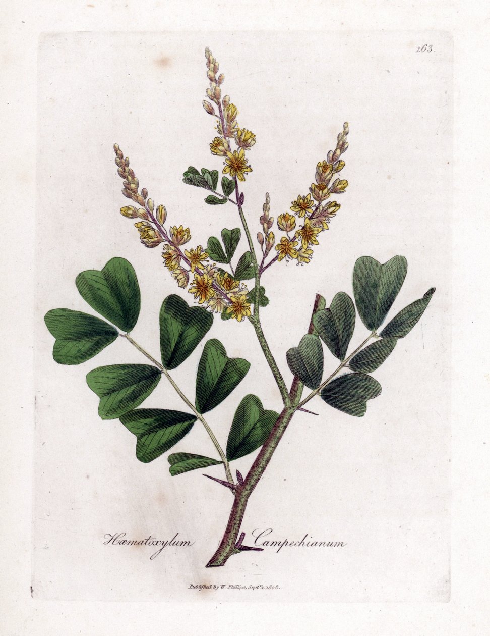 Campeche eller campeche trä - Logwood, Haematoxylum campechianum. Handfärgad kopparstick från en botanisk illustration av James Sowerby från William Woodville och Sir William Jackson Hookers "" Medical Botany", John Bohn, London av James Sowerby