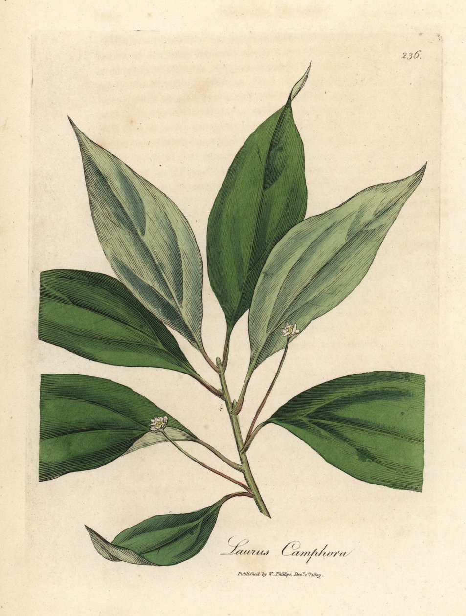 Kamferträd, Laurus camphora av James Sowerby