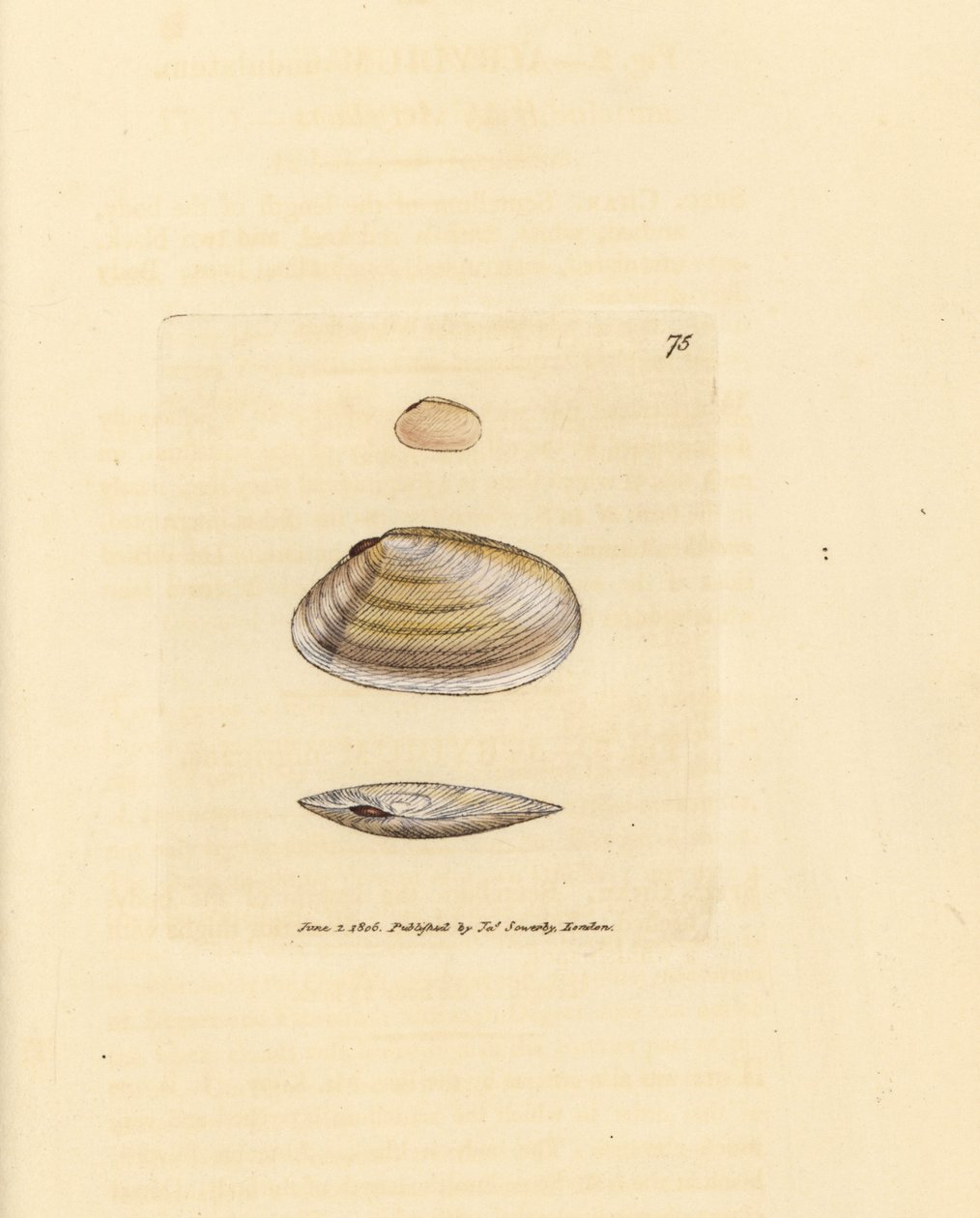 Candystick tellina skal, Tellina similis. Handkolorerad kopparstick av James Sowerby från The British Miscellany, eller färgade figurer av nya, sällsynta eller föga kända djurämnen. av James Sowerby