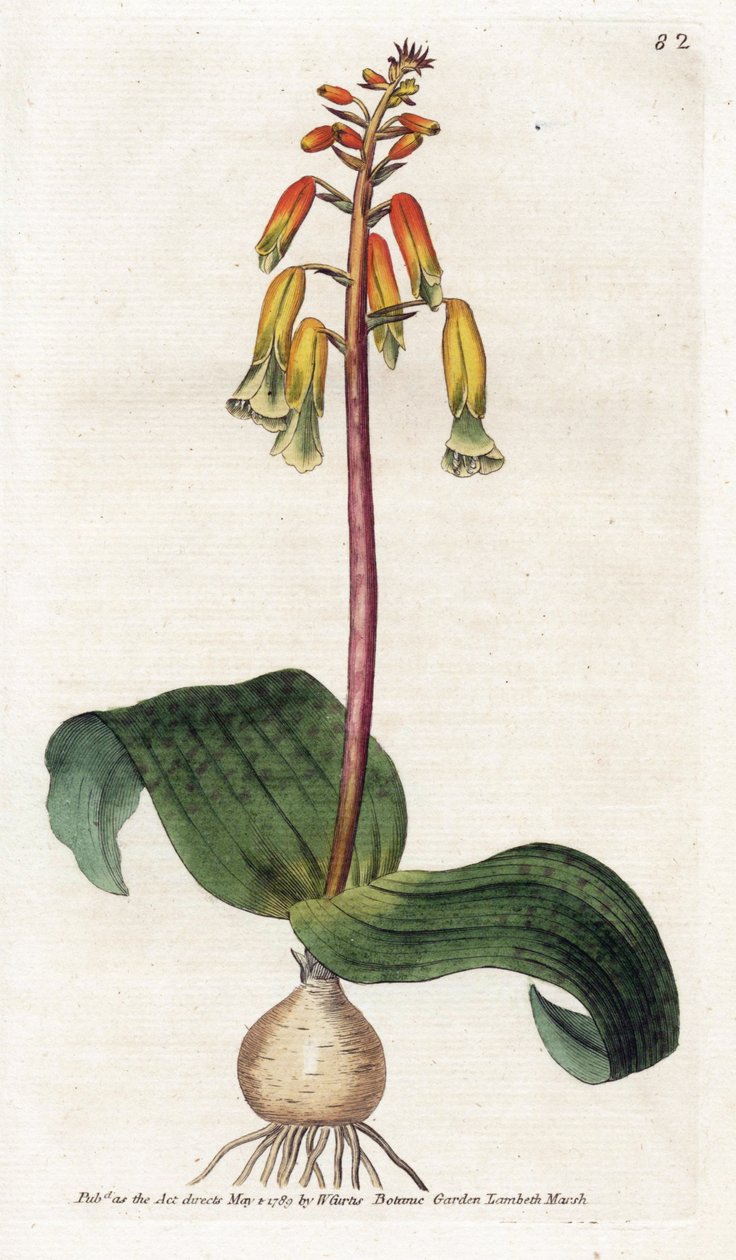 Cape Town Cuckoo - Litografi av James Sowerby (1757-1822), tallrik från Botanical Magazine av William Curtis (1746-1799) av James Sowerby