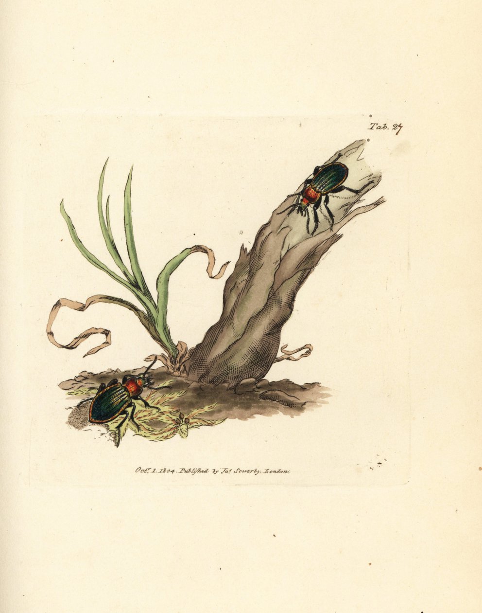 Carabus nitens skalbagge. Handkolorerad kopparstick av James Sowerby från The British Miscellany, eller färgade figurer av nya, sällsynta eller föga kända djurämnen. av James Sowerby