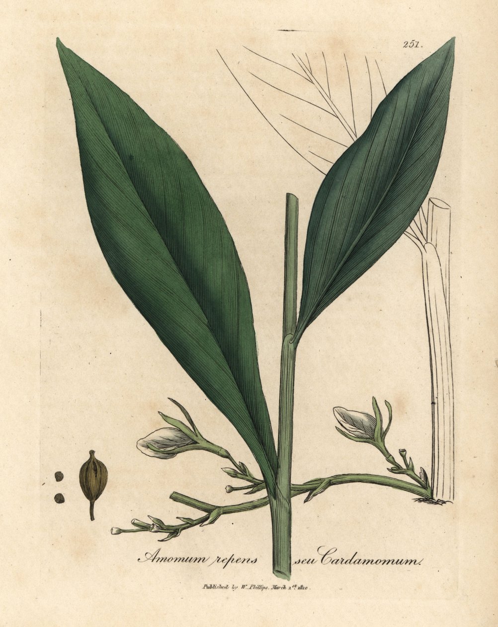 Kardemumma, Elettaria kardemumma av James Sowerby
