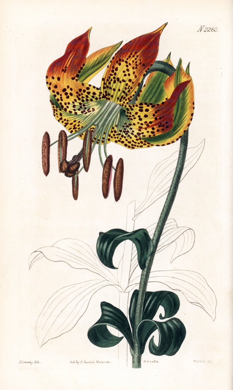 Carolina lilja - Carolina lilja, Lilium michauxii (Carolina martagon lilja, Lilium carolinianum). Handfärgad kopparstick av Weddell efter en illustration av James Sowerby från Samuel Curtis "" Botanical Magazine," London av James Sowerby
