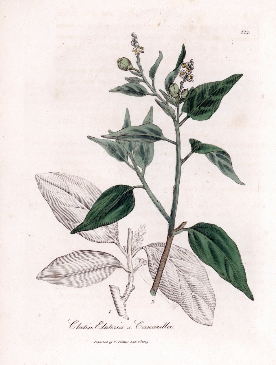 Cascarille officinale eller mjukt eller faux quinquina trä - Cascarilla, Croton (Clutia) eluteria. Handfärgad kopparstick från en botanisk illustration av James Sowerby från William Woodville och Sir William Jackson Hookers "" Medical Botany,"" John av James Sowerby