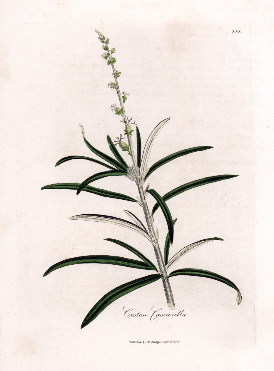 Cascarille officinale eller mjukt trä eller faux quinquina - Cascarilla, Croton eluteria. Handfärgad kopparstick från en botanisk illustration av James Sowerby från William Woodville och Sir William Jackson Hookers "" Medical Botany,"" John Bohn, Lo av James Sowerby