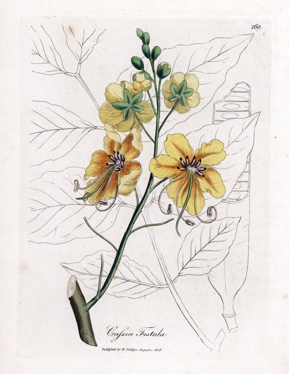 Cassia, falsk sene, falsk johannesbrödträd, golden shower eller canefier - Golden shower tree, Cassia fistel. Handfärgad kopparstick från en botanisk illustration av James Sowerby från William Woodville och Sir William Jackson Hookers "" Medical Botany av James Sowerby