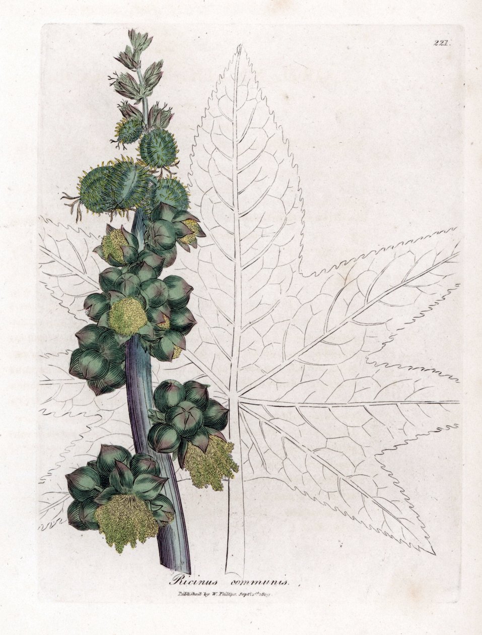 Castor - Ricinoljeanläggning, Ricinus communis. Handfärgad kopparstick från en botanisk illustration av James Sowerby från William Woodville och Sir William Jackson Hookers "" Medical Botany", John Bohn, London av James Sowerby