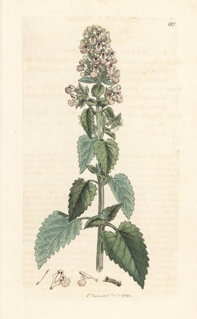 Kattmynta, Nepeta cataria (cataire) Handfärgad kopparstick efter en illustration av James Sowerby från James Smith