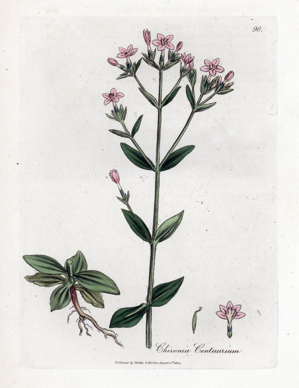 Centauree Chironia - Centaury, Chironia centaurium. Handfärgad kopparstick från en botanisk illustration av James Sowerby från William Woodville och Sir William Jackson Hookers "" Medical Botany", John Bohn, London av James Sowerby