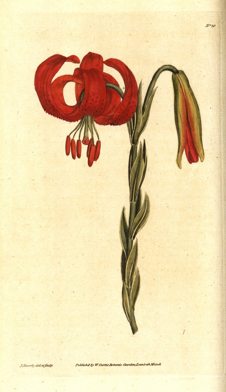 Kalcedonsk lilja - Kalcedonsk lilja, Lilium chalcedonicum. Handkolorerad kopparstick och botanisk illustration av James Sowerby från William Curtis