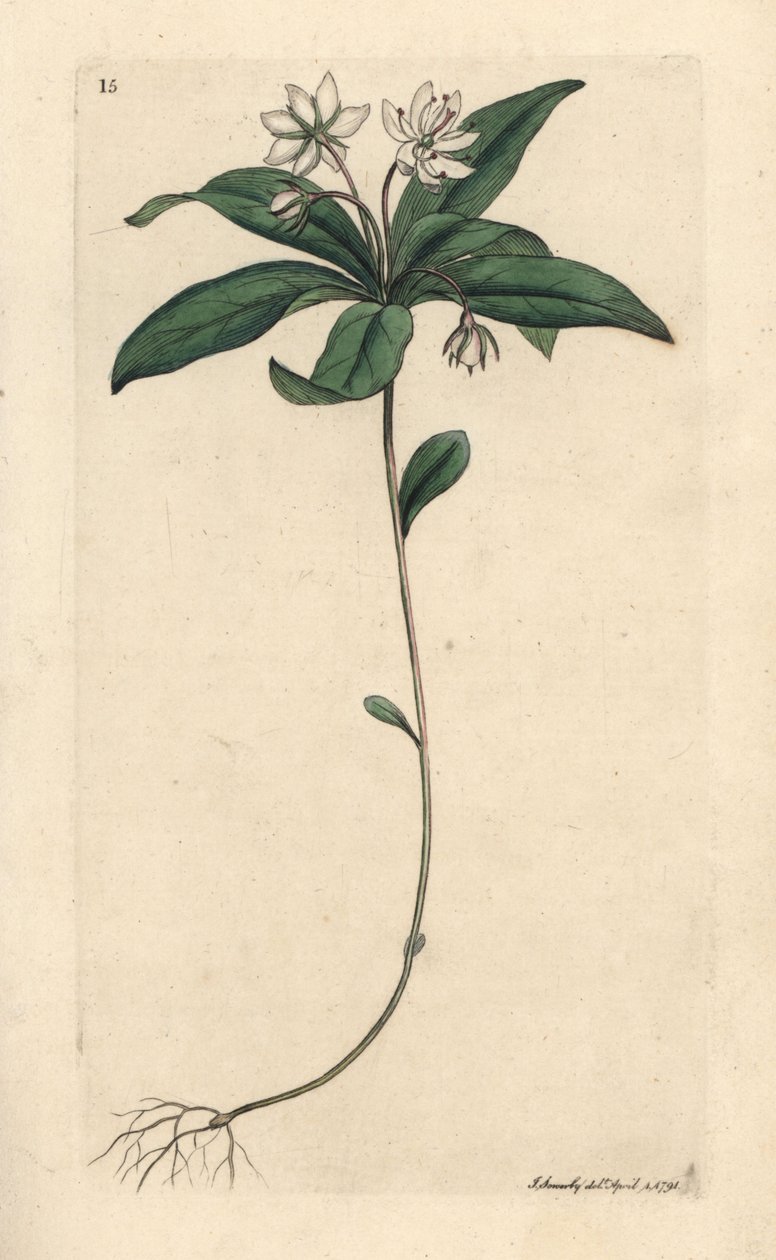 Fågelgröt vintergrön, Lysimachia europaea (Trientalis europaea) (Trientale d